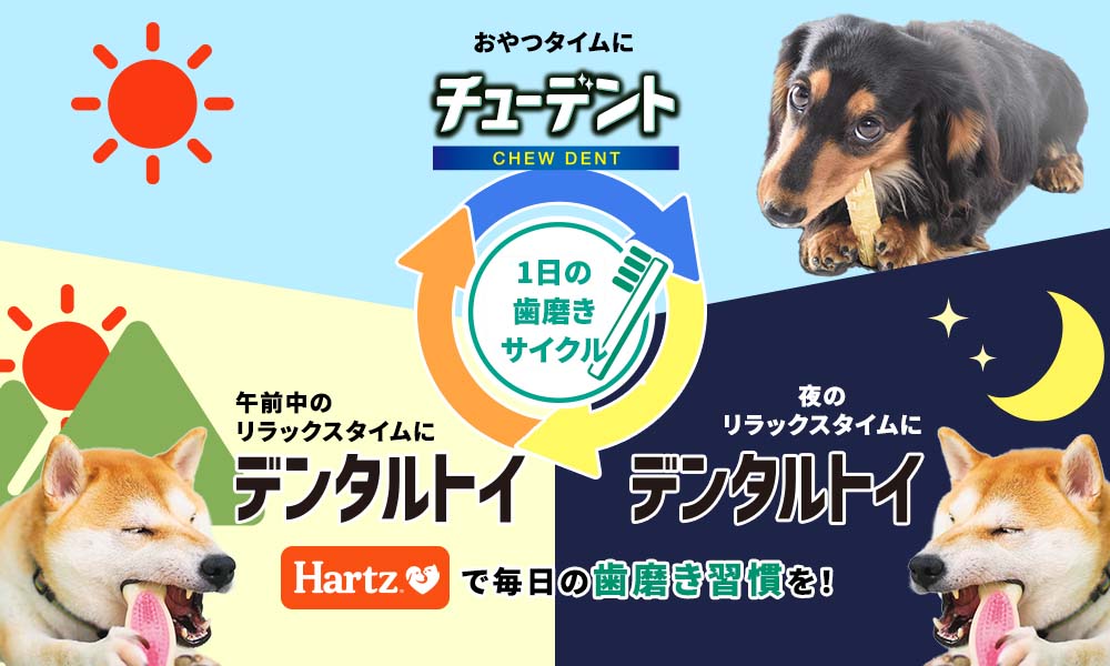 1日の歯みがきサイクル